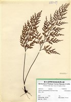 藏品(大葉黑柄鐵角蕨)的圖片